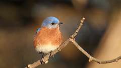 3: Eastern Bluebird 0C3_0184