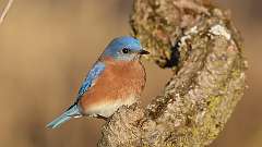 1: Eastern Bluebird 0C3_0220