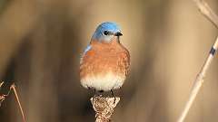 2: Eastern Bluebird 0C3_0235