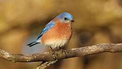 5: Eastern Bluebird 0C3_0275