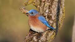 4: Eastern Bluebird 0C3_0365