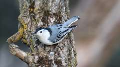 1: White-breasted Nuthatch 0C3_0058