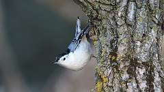 2: White-breasted Nuthatch 0C3_0097