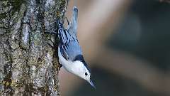 3: White-breasted Nuthatch 0C3_0107