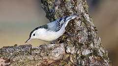 4: White-breasted Nuthatch 0C3_0238