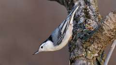 5: White-breasted Nuthatch 0C3_0295