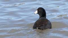 3: American Coot 0C3_0003