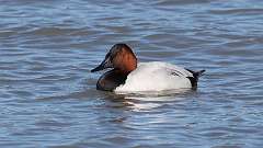 4: Canvasback 0C3_0169