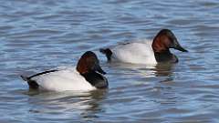 5: Canvasback 0C3_0190