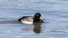 6: Greater Scaup 0C3_0093