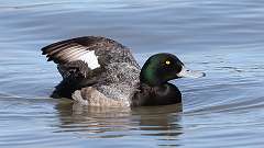 7: Greater Scaup 0C3_0129