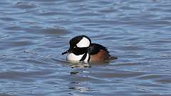 8: Hooded Merganser 0C3_0034