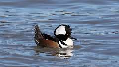 9: Hooded Merganser 0C3_0055