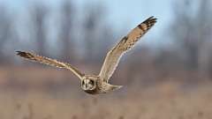 2: Short-eared Owl 0C3_0655