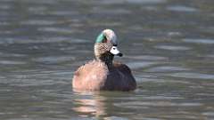 2: American Wigeon 0C3_0062