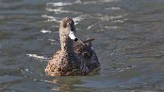 1: American Wigeon 0C3_0098