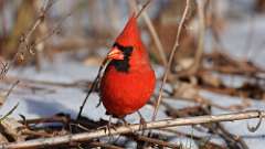 3: Northern Cardinal 0C3_0343