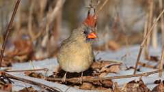 4: Northern Cardinal 0C3_0439