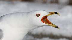 5: Ring-billed Gull 0C3_0223