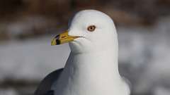 7: Ring-billed Gull 0C3_0284