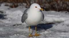 6: Ring-billed Gull 0C3_0296