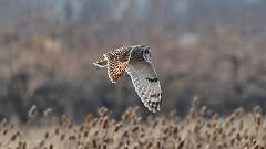 8: Short-eared Owl 0C3_0037