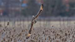 7: Short-eared Owl 0C3_0070