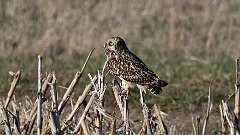 10: Short-eared Owl 0C3_0205