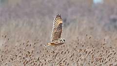 4: Short-eared Owl 0C3_0453