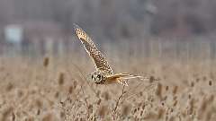 5: Short-eared Owl 0C3_0573