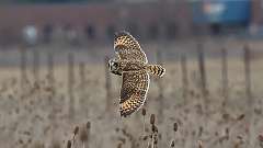 6: Short-eared Owl 0C3_0587