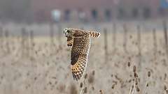 3: Short-eared Owl 0C3_0588