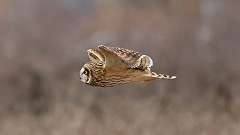 1: Short-eared Owl 0C3_0661