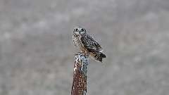 9: short-eared owl-0C3_0427