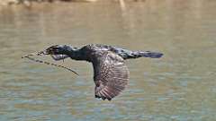 2: Double-crested Cormorant 0C3_0657