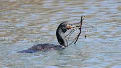 1: Double-crested Cormorant 0C3_1041