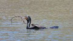 4: Double-crested Cormorant 0C3_1058