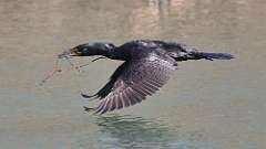 5: Double-crested Cormorant 0C3_1122