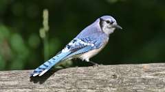 1: Blue Jay 0C3_0236