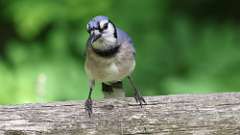 2: Blue Jay 0C3_0280