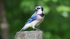 3: Blue Jay 0C3_0421