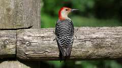 10: Red-bellied Woodpecker 0C3_0311