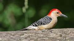 11: Red-bellied Woodpecker 0C3_0382