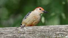 12: Red-bellied Woodpecker 0C3_0605