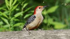 13: Red-bellied Woodpecker 0C3_0715