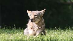 4: coyote 0C3_0016