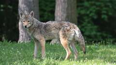 5: coyote 0C3_0079