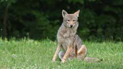 6: coyote 0C3_0094