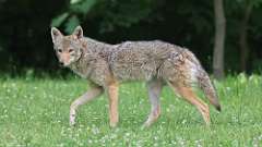 7: coyote 0C3_0111