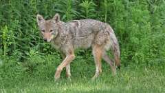 9: coyote 0C3_0128